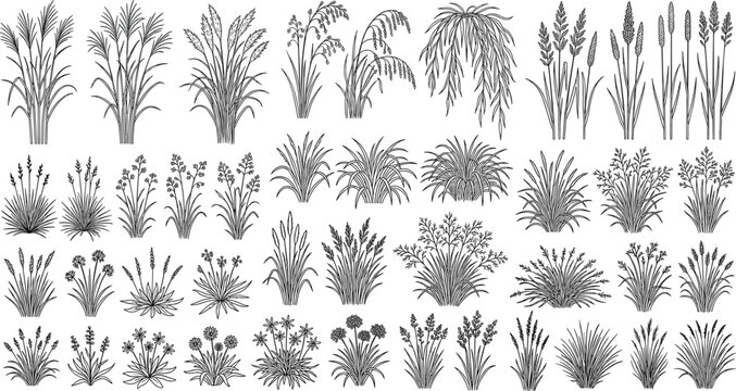 Set of hand drawn meadow grass and ornamental plant line art elements for landscape design and architectural visualization