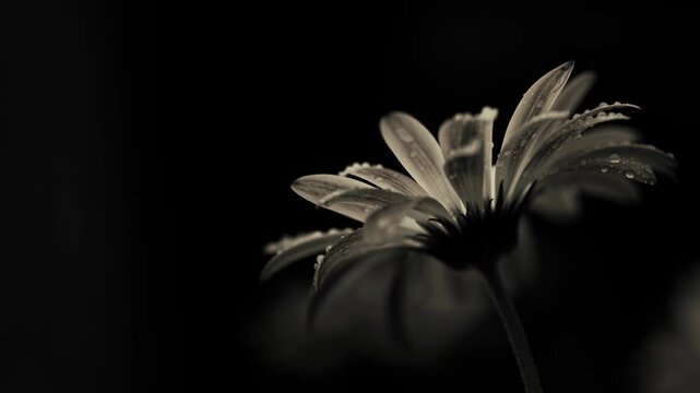 Close up of daisy flower with water droplets in soft light on dark background nature macro photography