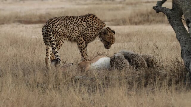 The cheetah female moving her impala carcass