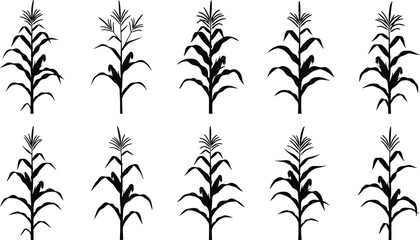 Black corn plants grow in rows on a farm field landscape © fatema