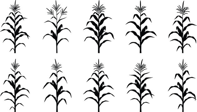 Black corn plants grow in rows on a farm field landscape