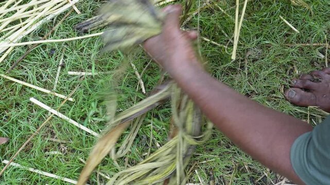 Hands Extracting Fresh Jute Fibres from Green Jute Stalk