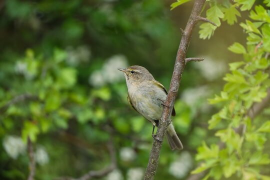A common chiffchaff sits on a branch. Phylloscopus collybita. Song bird in the nature habitat.