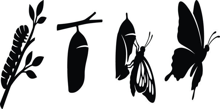 Butterfly Life Cycle Black Silhouette Vector Set Showing Metamorphosis Stages From Caterpillar on Branch Chrysalis Pupa Emerging and Adult Flying Insect