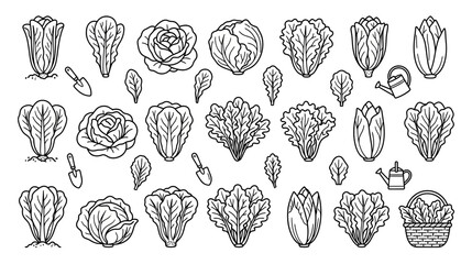 Hand-drawn Vegetable Collection: Cabbage, Lettuce, Radicchio, Garden Tools, Watering Can © wowo