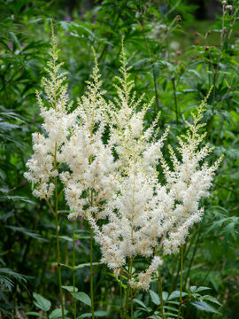 White astilbe flowers blooming in the garden bushy astilbe chinensis background