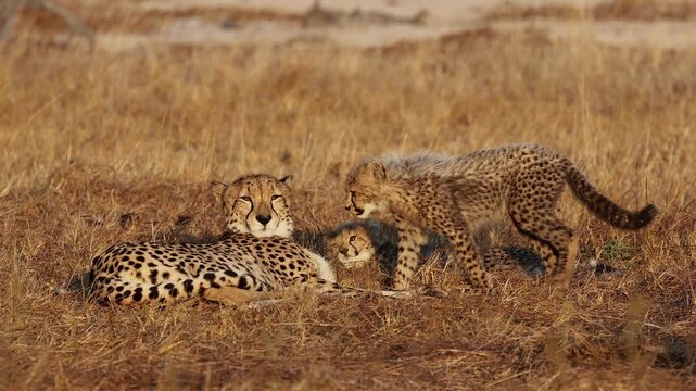 a cheetah mother with her cubs