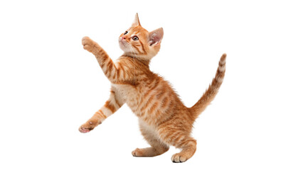 Cute domestic small orange tabby kitten cat playing isolated on a transparent background © novasel-png