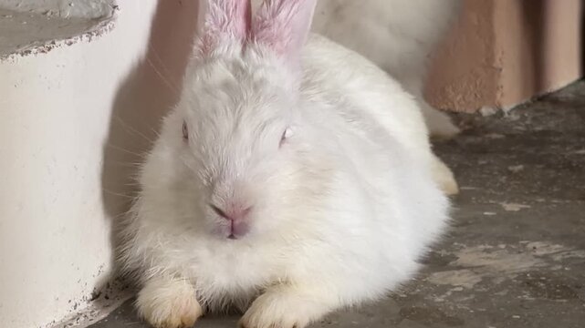White rabbit with pink ears and nose rests in relaxed loafing position on concrete floor.