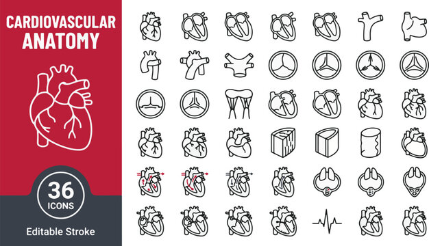 Cardiovascular anatomy line icon set with human heart, valve, aorta, ventricle, blood flow circulation, ECG rhythm, and pacemaker. Cardiology medical surgery vector illustration editable stroke.