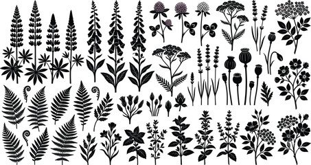 Large collection of wildflower silhouettes including ferns lupines foxgloves and poppies for botanical design projects © MdDulal