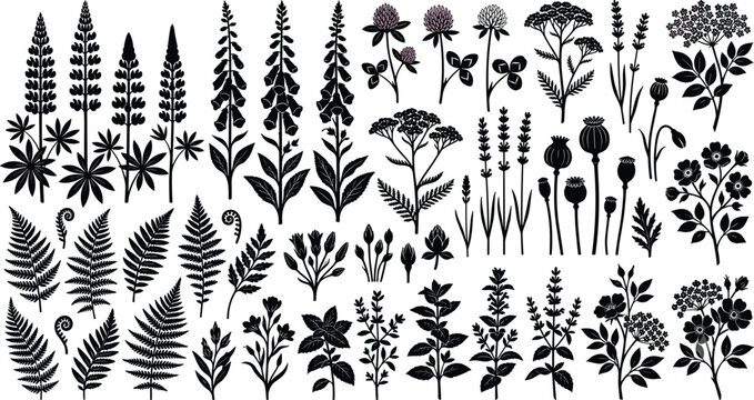 Large collection of wildflower silhouettes including ferns lupines foxgloves and poppies for botanical design projects
