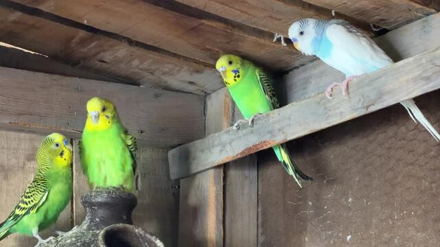 Group of colorful budgerigars sit inside wooden aviary enclosure.