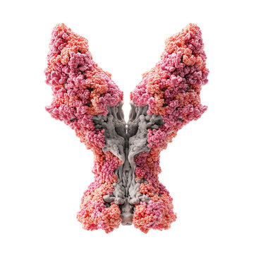 Human thyroid gland with trachea anatomy model isolated on transparent background