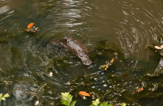 Platypus (Ornithorhynchus anatinus) Swimming at Maleny Boardwalk, Queensland, Australia