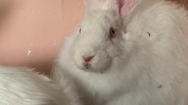 White rabbit with pink ears and nose rests in relaxed loafing position on concrete floor.