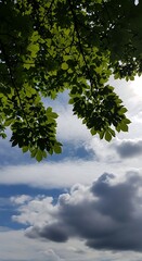Fototapeta premium Green Tree Canopy Framing Cloudy Blue Sky in Daytime Nature Scene
