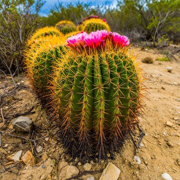 Vibrant Barrel Cactus Blooming in Arid Desert Landscape