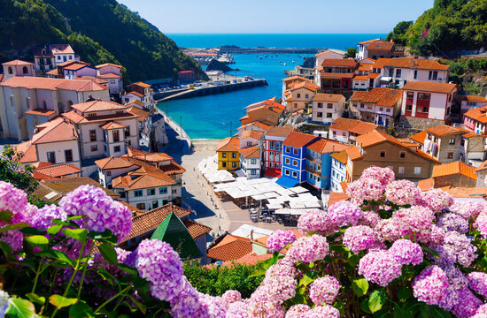 Scenic view of colorful houses and harbor in Cudillero village Spain framed by pink hydrangea flowers