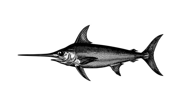 Vintage Swordfish Engraving Black and White Scientific Illustration Vector