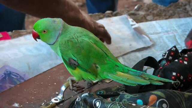 Closeup of a parrot with a palmist camped at a festival site in India