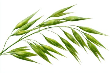 Fototapeta premium Fresh green oat ear lying on a white surface in a sharp macro view for dietary supplement and agricultural product marketing