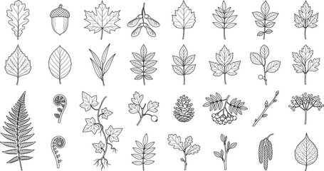 Hand Drawn Botanical Leaf Collection with Forest Tree Leaves, Ferns, Acorns, Seeds, and Nature Line Art Set © MDMOSRAFUL