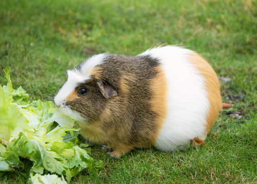 Cute Tricolor Domestic Guinea Pig Nibbling on Fresh Green Lettuce in the Garden - Adorable Fluffy Cavy Enjoying a Healthy Organic Diet on Summer Grass, Concept for Pet Nutrition and Welfare.