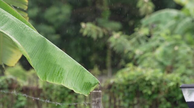 Slow-motion footage of cascading rain; a serene view of a waterfall amidst the rain and mist during the monsoon season.