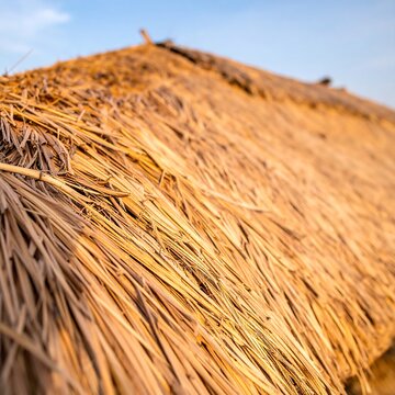 Golden Dry Straw Thatched Roof Surface Under Clear Blue Sky