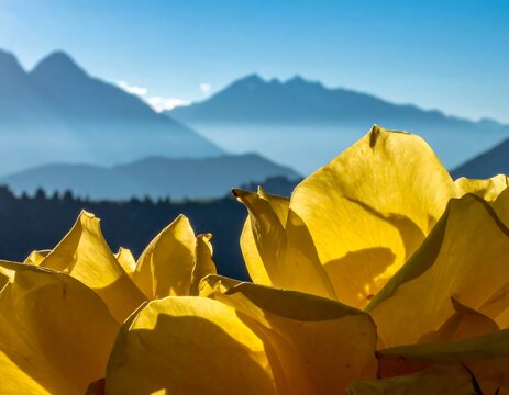 Sunlit Yellow Rose Petals Framing Misty Blue Mountain Range at Dawn