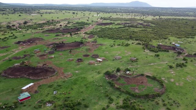 Cinematic aerial panning shot of a traditional Maasai manyatta village in Kenya featuring mud huts, Maasai people, livestock, and lush green grass during the early morning.