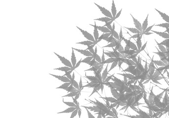 Fototapeta premium Cannabis leaf silhouette against black background grayscale botanical study