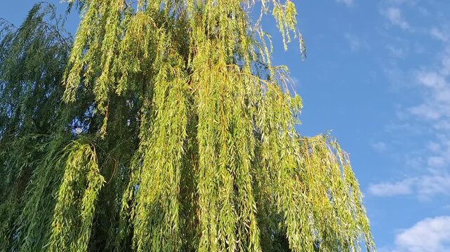 Video with a weeping willow tree in Romania