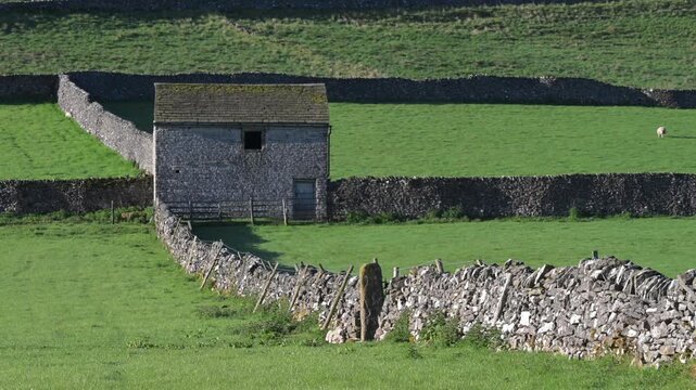 A stone barn in a pattern of stone walls in Matlock Derbyshire in the spring with sheep