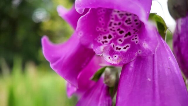 A detailed close-up of vibrant purple Digitalis purpurea Camelot, commonly known as foxglove, thriving in a beautiful garden.