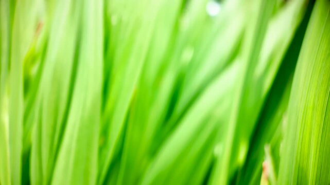 Out-of-focus blades of bright grass sway gently in a close-up macro shot, creating a soft organic background texture.