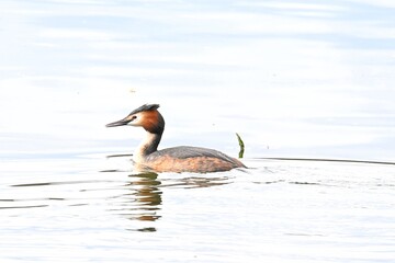 Fototapeta premium Great Grebe, Podiceps cristatus, swimming calmly in a lake