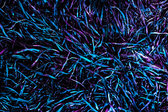 Abstract textured background of dense straw or dry grass illuminated with bright blue and purple neon light.