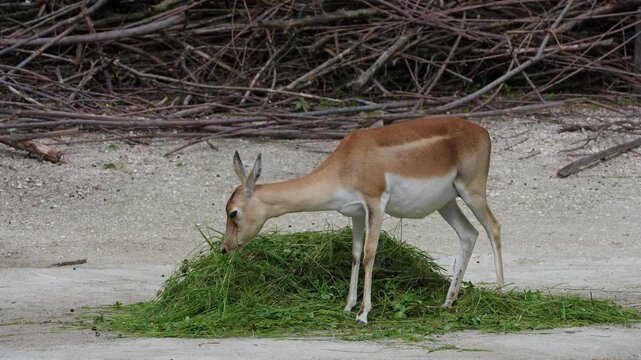 The Indian Blackbuck, Antelope cervicapra or Indian antelope inhabits grassy plains and slightly forested areas. Fast animals, the blackbuck can run at as high as 80 kilometers per hours.