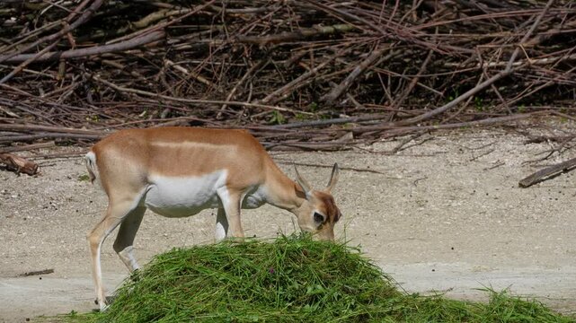 The Indian Blackbuck, Antelope cervicapra or Indian antelope inhabits grassy plains and slightly forested areas. Fast animals, the blackbuck can run at as high as 80 kilometers per hours.