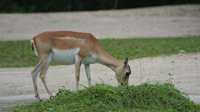 The Indian Blackbuck, Antelope cervicapra or Indian antelope inhabits grassy plains and slightly forested areas. Fast animals, the blackbuck can run at as high as 80 kilometers per hours.