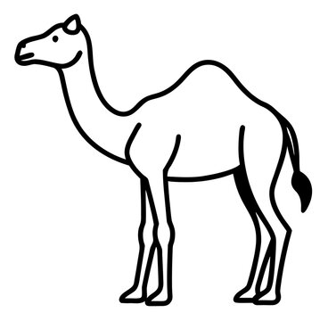 camel