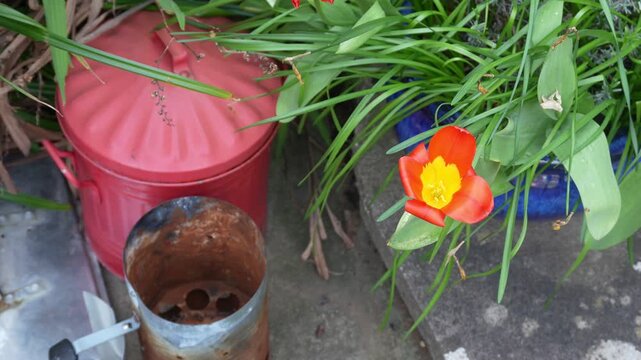 A closeup shot of a bright orange tulip with a yellow center, blooming next to a red compost bin and a charcoal chimney starter in a garden setting.