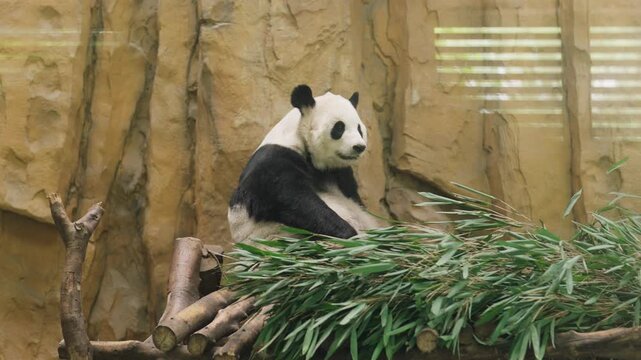 Funny giant panda in veterinary hospital or zoo in Chengdu, visit China. Excursion for tourists in Chengdu Research Base of Giant Panda Breeding, unique endemic animal in Asian region, save wildlife
