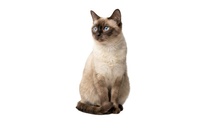 Isolated Siamese cat with blue eyes looking directly forward, sitting upright indoors © Tanvir