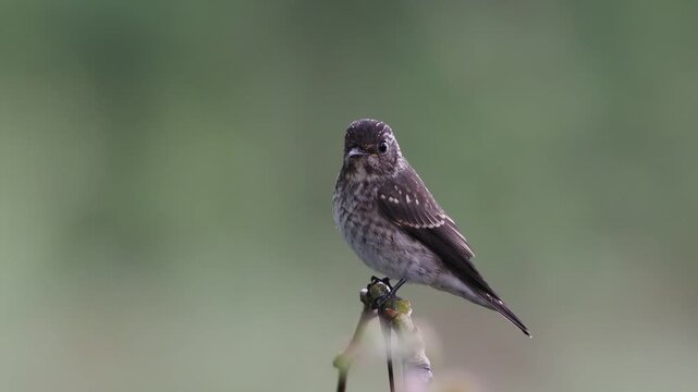 Juvenile Asian Brown Flycatcher Looking Around While Perching