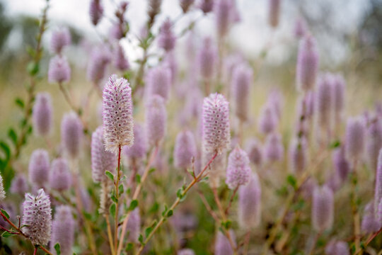 Pink mulla mulla wildflowers near Mount Isa Queensland
