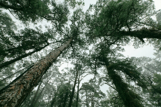 Majestic pine and cypress trees under moody overcast sky with cinematic light and vibrant green needles. Low angle view with copy space for Memorial Day editorial and patriotic campaign designs.