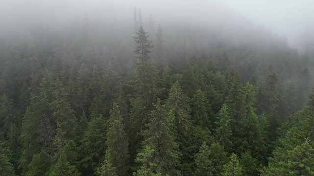 Rolling fog over evergreen forest in Alaska